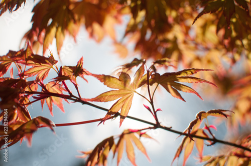 Beautiful Sunlight on Autumn Orange Maple Leaves