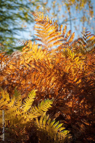 Beautiful Autumn Ferns in Strong Sunlight