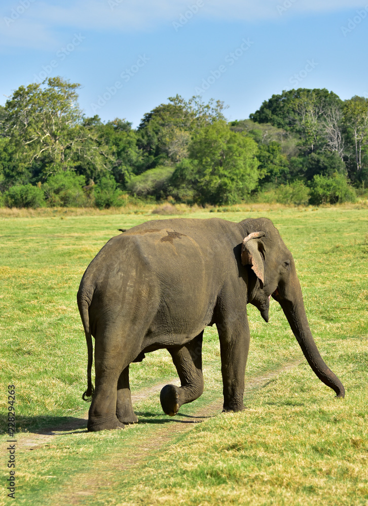 Fototapeta premium Elephant, Wild Nature, Sri Lanka, Minneriya National Park