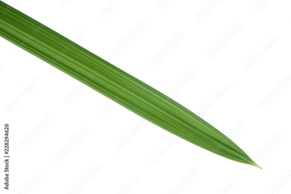 leaf of palm isolated on white background leaf of palm isolated on white background