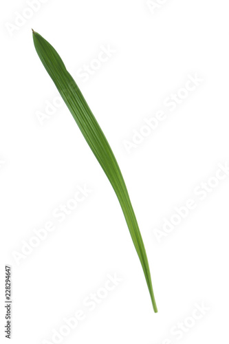 leaf of palm isolated on white background
