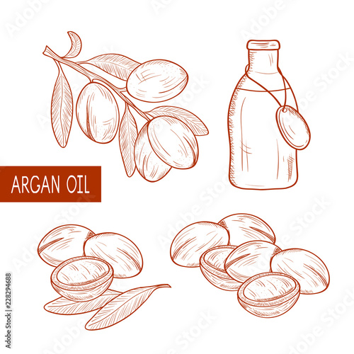 Argan. Plant. Branch, fruit, leaves. Bottle and oil. Monophonic