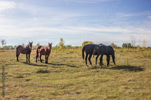 Bay and Chestnut Horses Grazing in Field