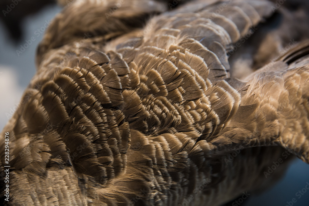 Details of Goose feathers Details of Goose feathers