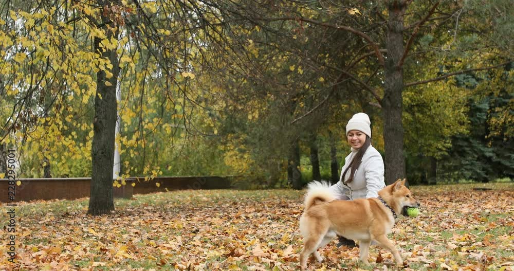 Young woman playing with her pet dog Shiba inu and ball, relax together outdoors in autumn park Young woman playing with her pet dog Shiba inu and ball, relax together outdoors in autumn park