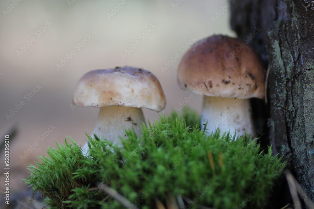 mushrooms in the forest mushrooms in the forest