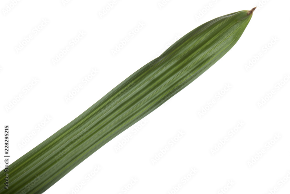 fresh green leaf of palm isolated on white background fresh green leaf of palm isolated on white background