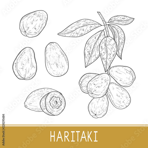 Haritaki. Terminalia chebula. Plant. Fruit, leaves, branch. Set.