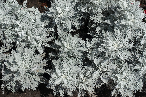 Top view of silver foliage of Jacobaea maritima photo