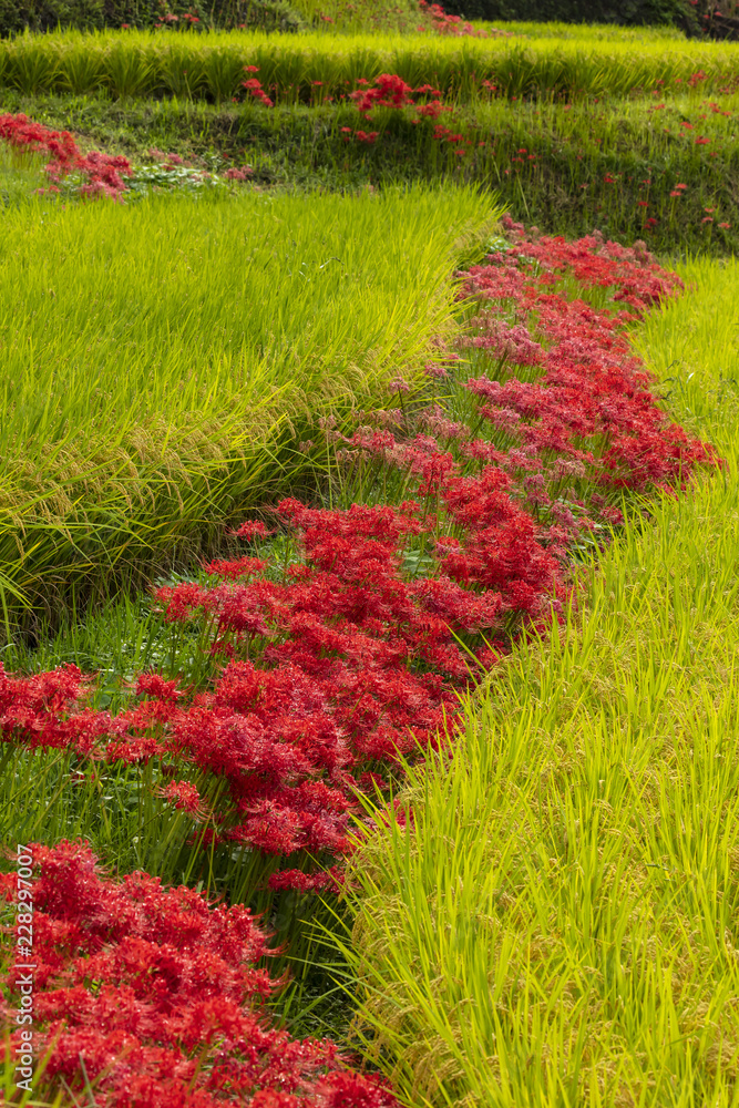 江里山棚田の彼岸花
