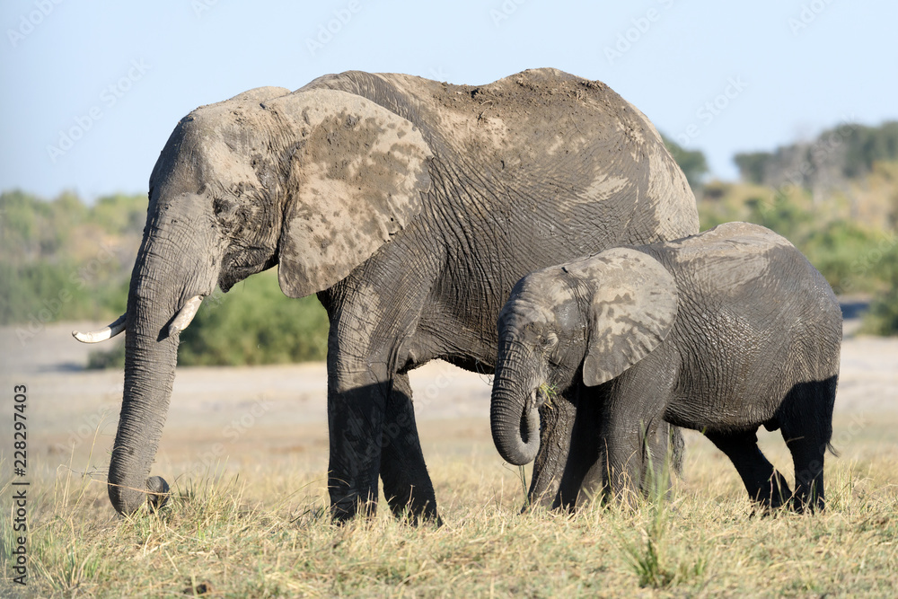 Obraz premium Elefant