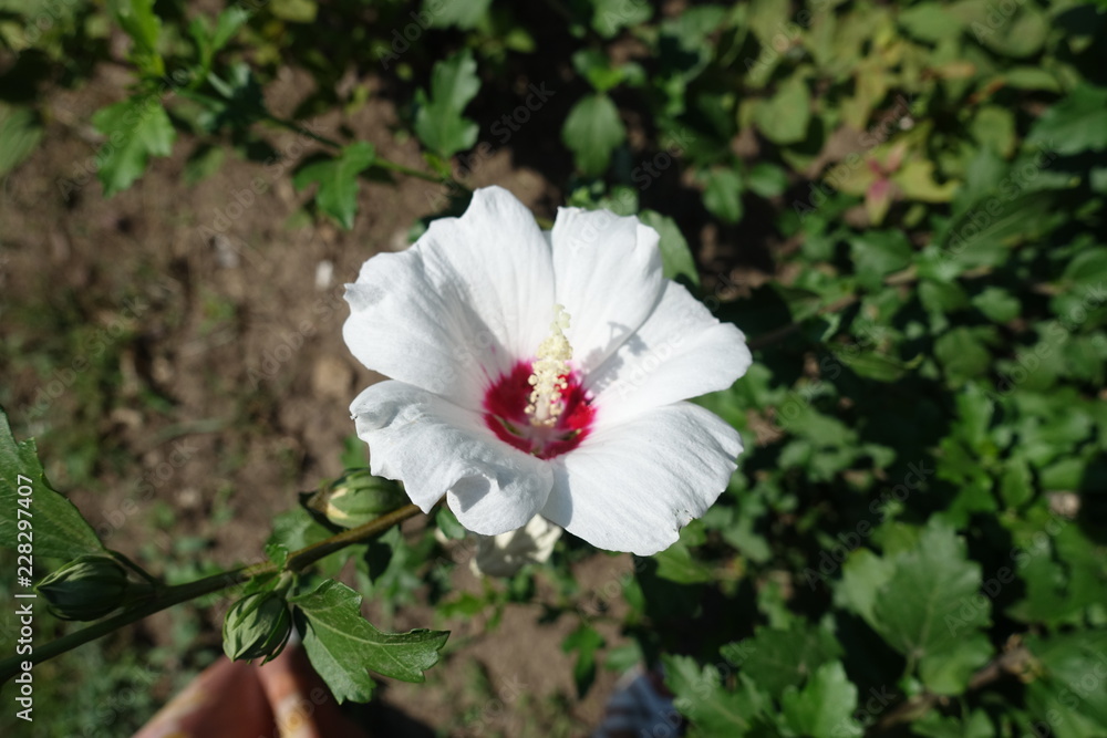 Maroon eyed white flower of Hibiscus syriacus Maroon eyed white flower of Hibiscus syriacus