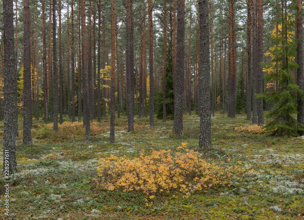 Obraz premium Grunge forest landscape in autumn