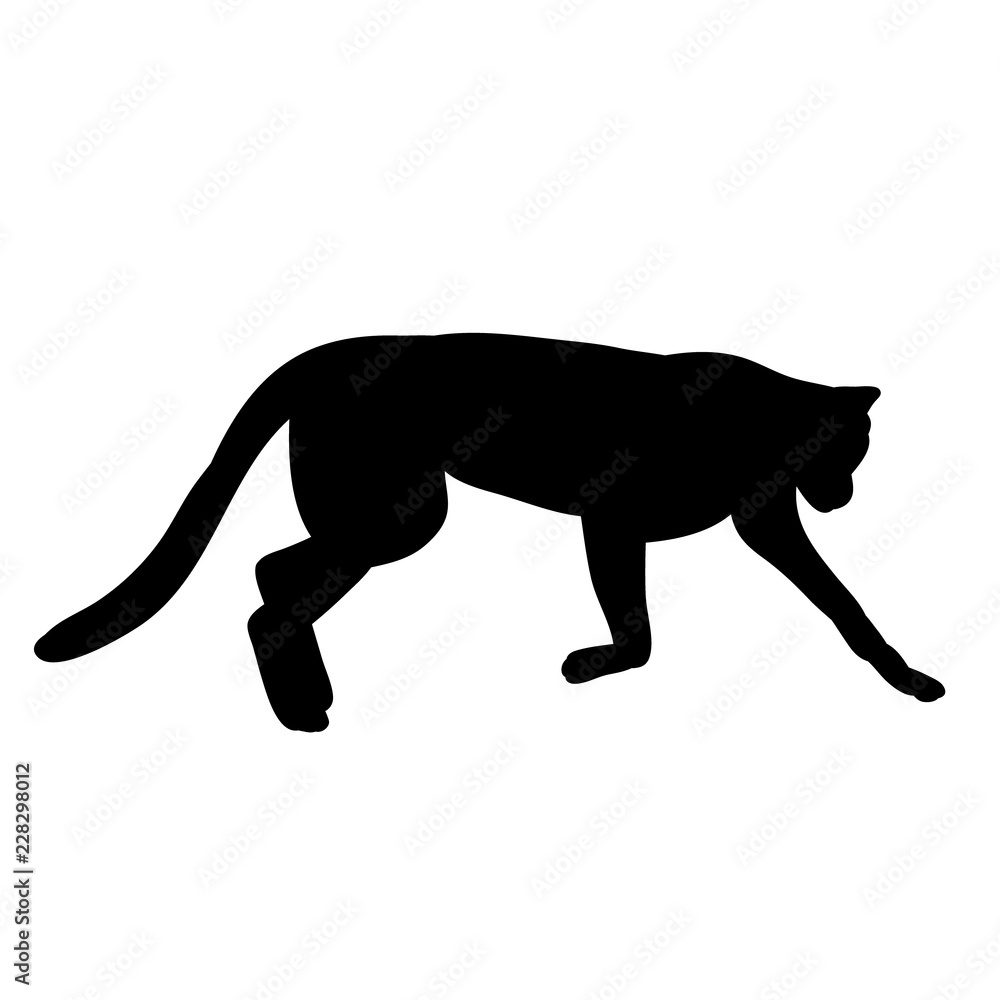 vector, on white background silhouette of jaguar, cheetah