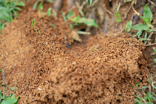 Ant hive