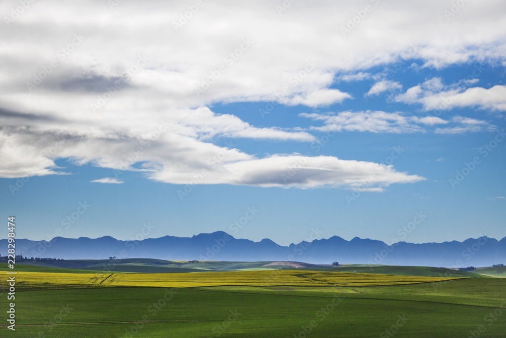 Beautiful rolling green and yellow fields with mountains in the distance with blue sky and cluds. Caledon, Western Cape, South Africa.