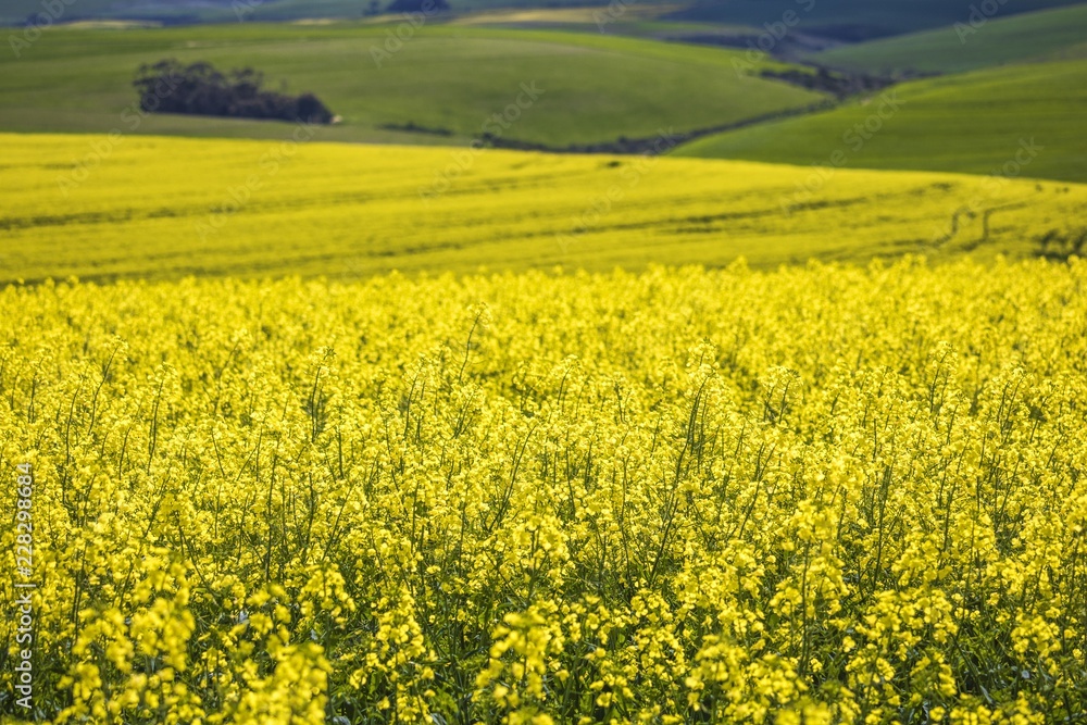 Beautiful rolling hills of Canola flowers in Spring. Caledon, Western Cape, South Africa.