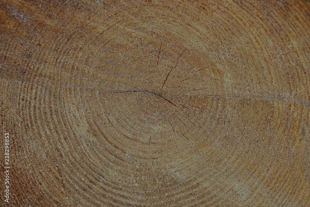 Naklejka premium brown wooden texture from a cut on a pine log