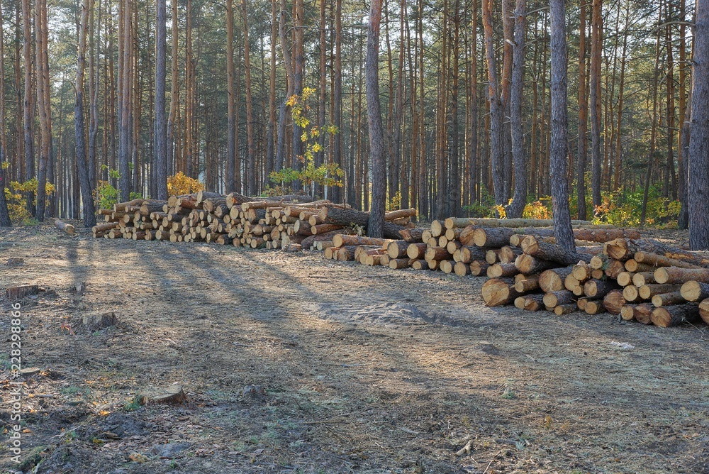 a large pile of long pine logs in a forest cut-down