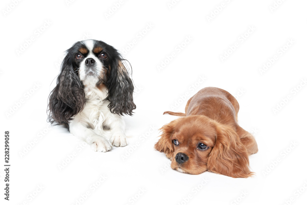 Two dogs isolated on white