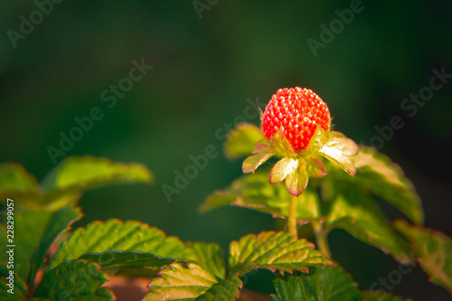 Potentilla indica plant (Yellow Flower Strawberry) with green background