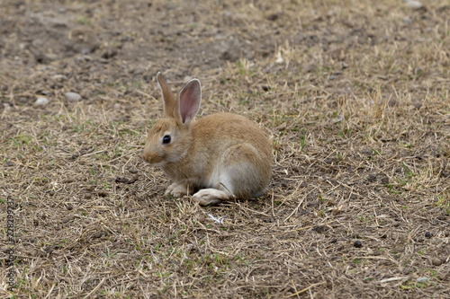 Little broun rabbit sitting on ground