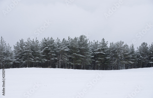 winter landscape with trees in snow © Сергей Иванов