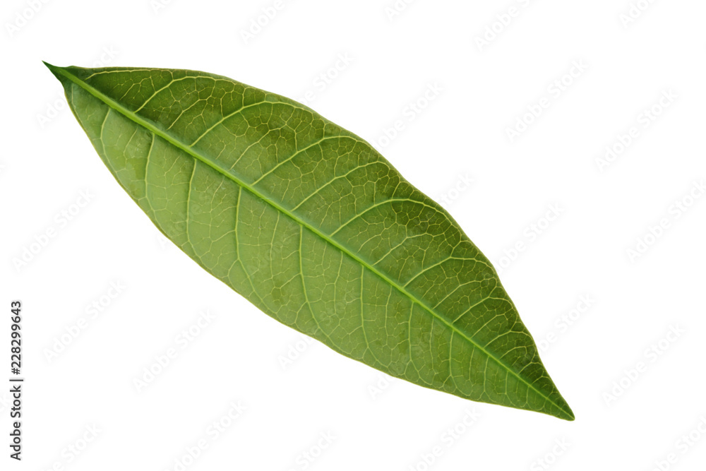 Fototapeta premium green leaf of mango isolated on white background