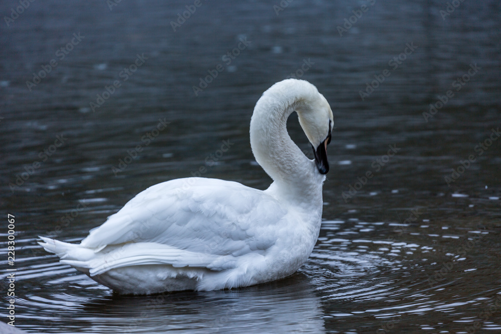 White swan in water White swan in water