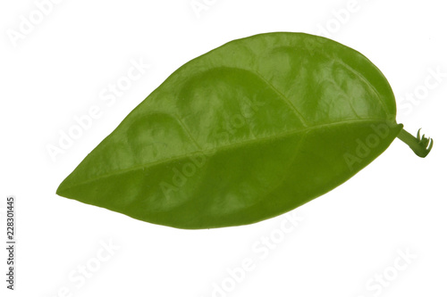 green leaf of passion fruit isolated on white background