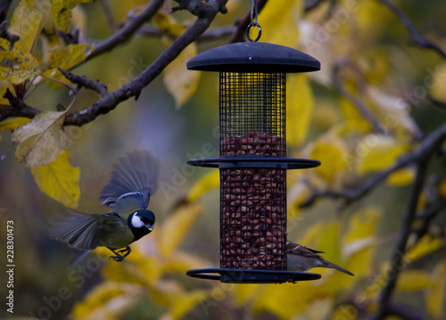 Great tit and Tree Sparrow at bird feeder  in Bromma, Stockholm photo