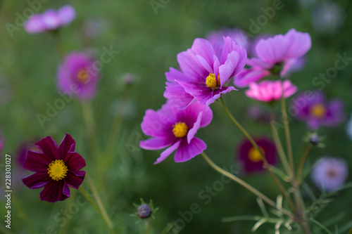 Cosmos in field