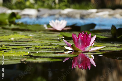 pink water lily in pond