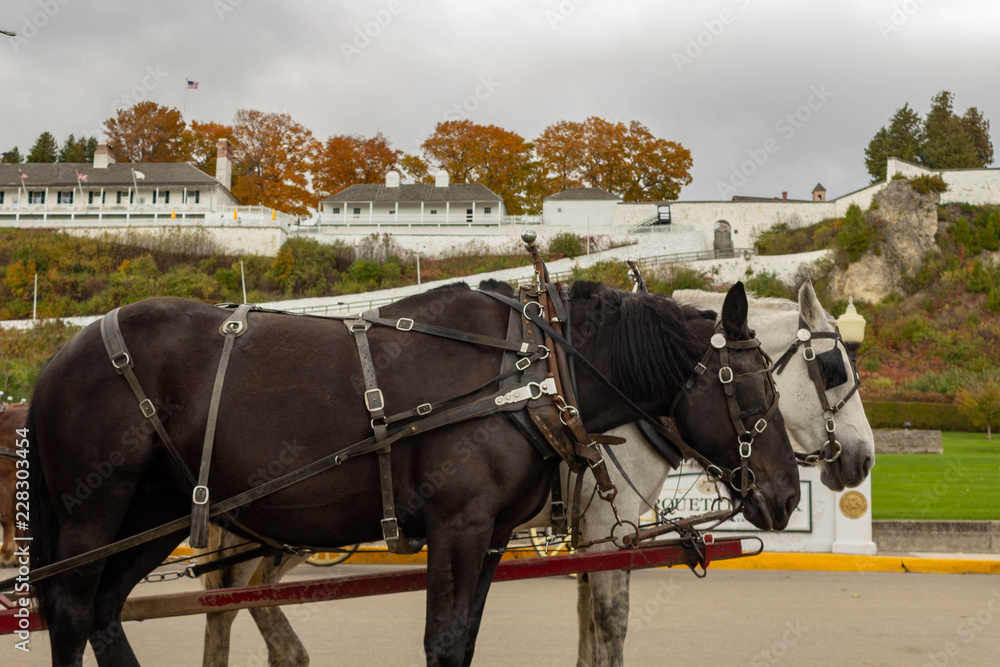 Horses on Mackinac Island Stock Photo Adobe Stock