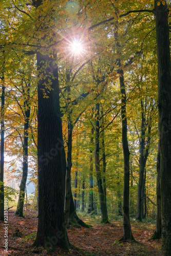 The sun's rays shine in the autumn forest. Autumn landscape.