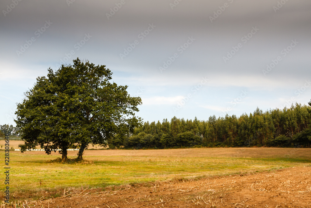 Paisaje rural. Campo agrícola, robles y bosque de eucaliptos. Paisaje rural. Campo agrícola, robles y bosque de eucaliptos.