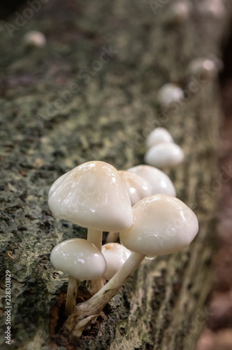 Porcelain Mushroom (Oudemansiella mucida)