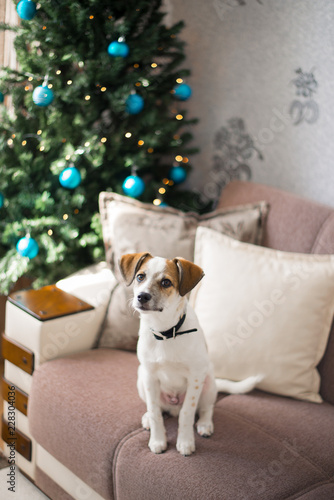Beautiful puppy posing near a Christmas tree, holiday concept © litts