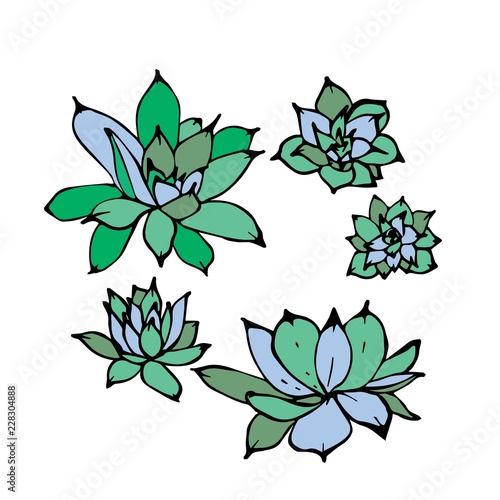 Hand drawn vector illustration of green echeveria succulent plants. View from above, isolated on white background.