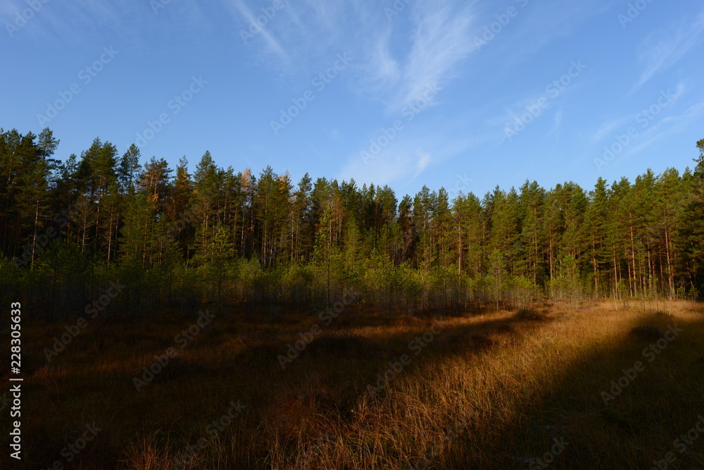 Forest swamp autumn in the shadows and the morning sunlight of the rising sun Forest swamp autumn in the shadows and the morning sunlight of the rising sun