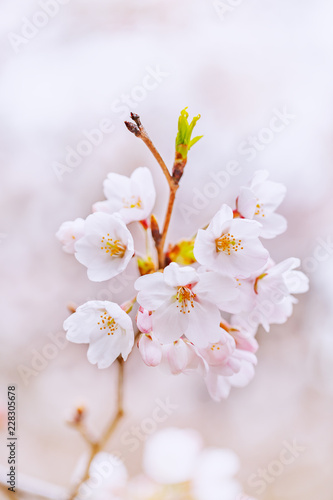 満開の桜