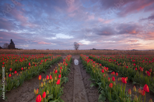 Rows of red tulips with a reflection at sunset with one tree photo