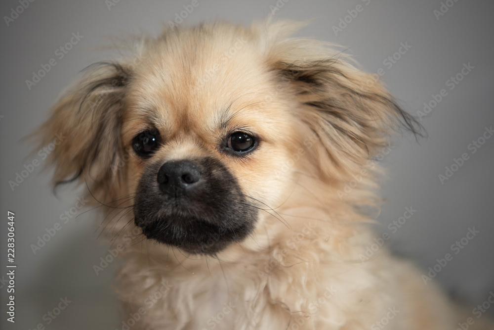 tibetan spaniel puppy, portrait of a tired young dog