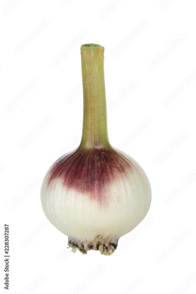 young garlic isolated on white background young garlic isolated on white background