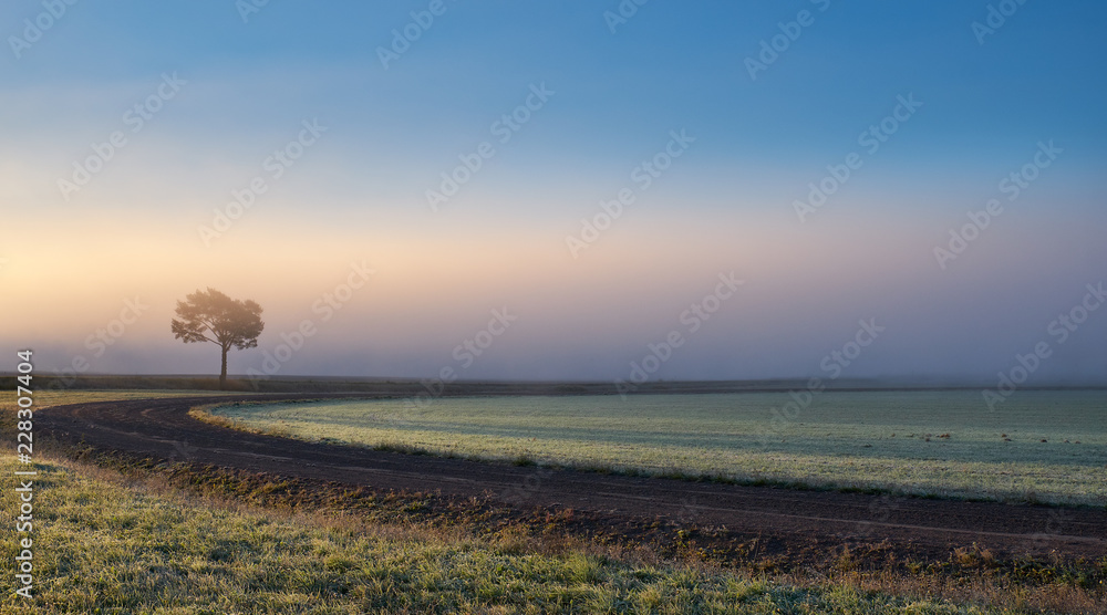 Lonely tree against a blue sky at sunrise. Autumn landscape with a lone tree with foggy in Finland