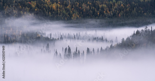 Scenic forest landscape with fog and misty mood at autumn morning in Finland.