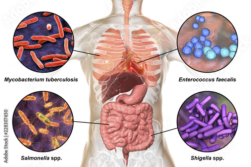 Human pathogenic microbes, bacteria causing respiratory and enteric infections, infective endocarditis, 3D illustration. Mycobacterium tuberculosis, Enterococcus faecalis, Salmonella, Shigella photo