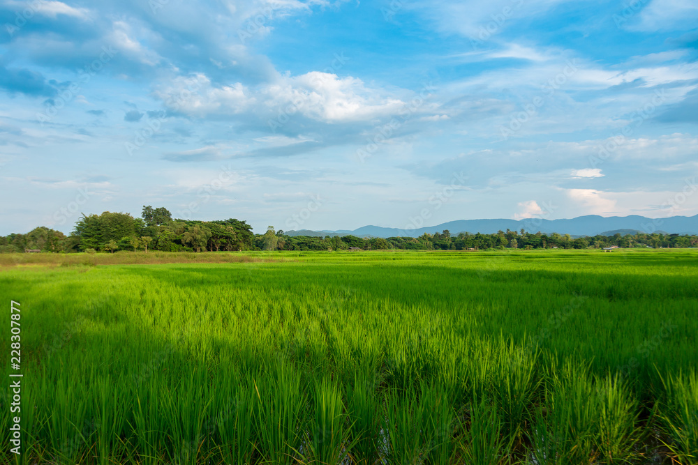 Green Rice Field with Mountains Background under Blue Sky
