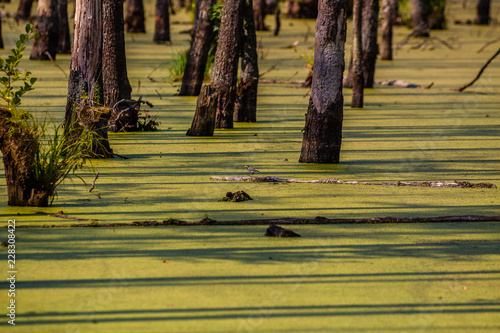 Fototapeta Naklejka Na Ścianę i Meble -  Bagno w lesie
