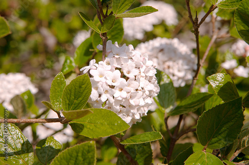 Fototapeta Naklejka Na Ścianę i Meble -   Viburnum x bodnantense; Dawn. Close up of flower of this spring flowering shrub